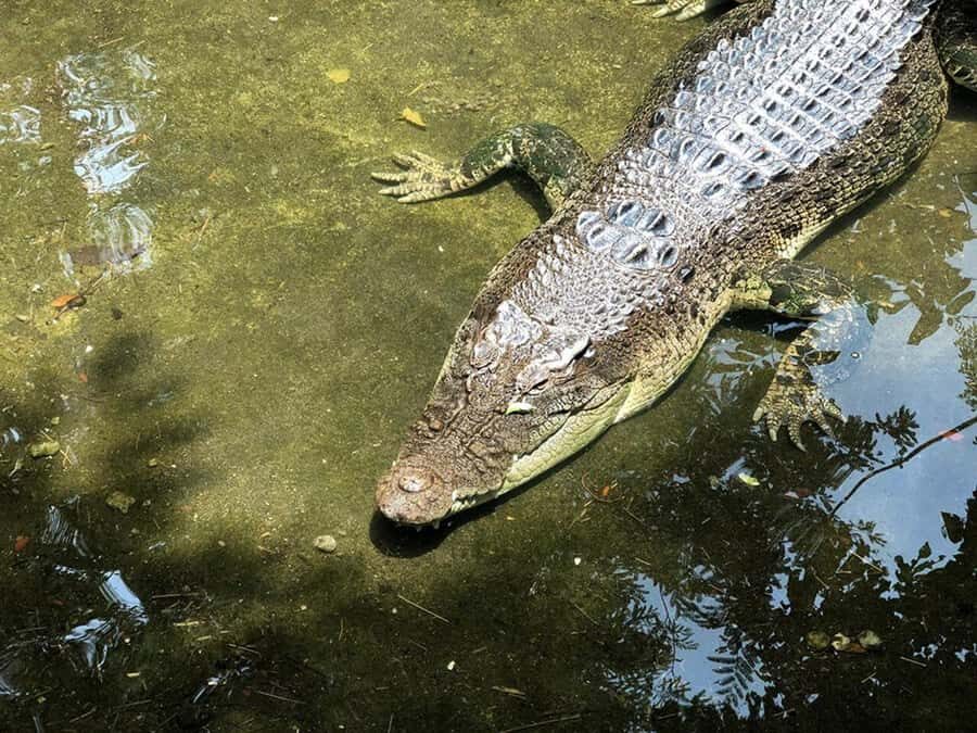 Lombok Wildlife Park: Admission Ticket - A Closer Look at the Animal Encounters
