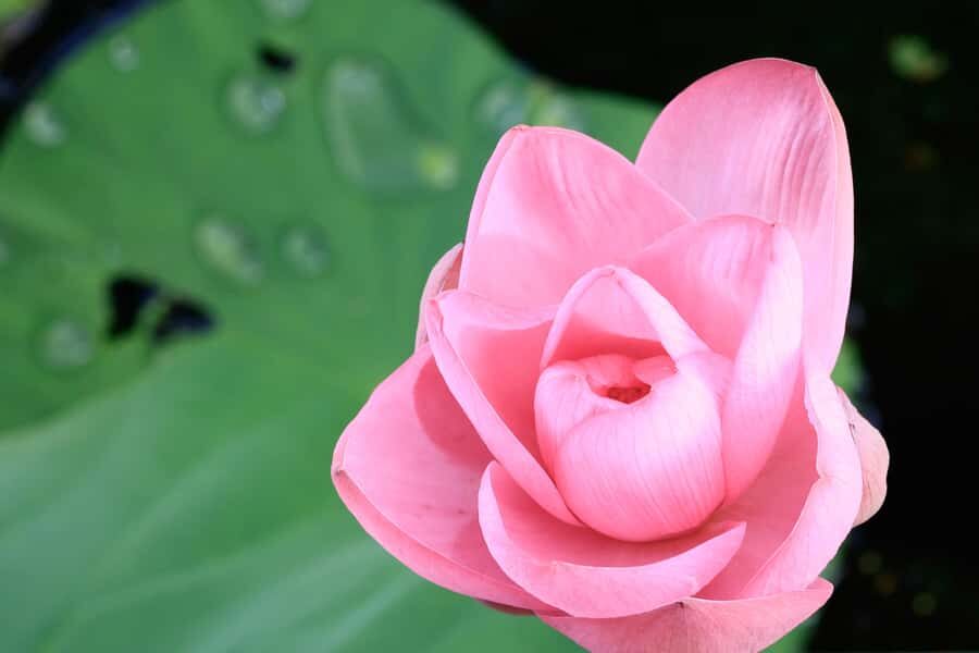 LookAbout Darwin Wetlands Wildlife Premium Tour Max 6 Guests - Exploring Darwin’s Past and Present at Fogg Dam