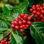 Los Haitises All One: Kayaking, Hiking, Boat, and Swimming - The Hiking Trail and its Natural Rewards