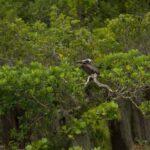 Los Haitises: Cayo Levantado, Haitises & Deluxe Rooms - A Detailed Look at the Tour Experience