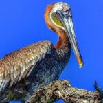 Los Haitises & Cayo Levantado (Lunch included, from Samana in Catamaran or Boat) - Final Thoughts: Who Should Book This Tour?