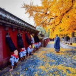 Louyang Day Tour from Xian: Longmen Grottoes, Shaolin Temple - Things to Consider Before Booking