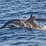 Lovina: Dolphin Tour with Sunrise View - What makes this tour special?