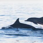 Lovina: Dolphin Watching Snorkeling Tour And Ocean Swing - The Itinerary: What to Expect