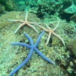 Low Season Lipe Island Snorkeling Adventure (June-Oct) - What the Tour Includes & What You Should Know