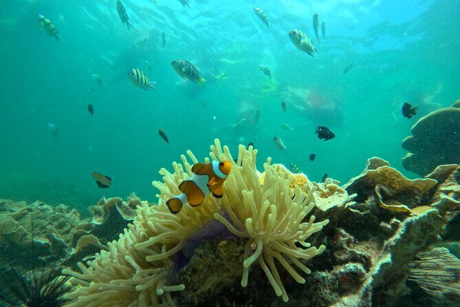 Low Season Lipe Island Snorkeling Adventure (June-Oct) - Diving Into the Itinerary