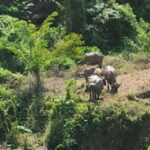 Luang Prabang: 3 Days Ethnic Forest Living - Mekong - Day 1: Village Introduction and Cultural Activities