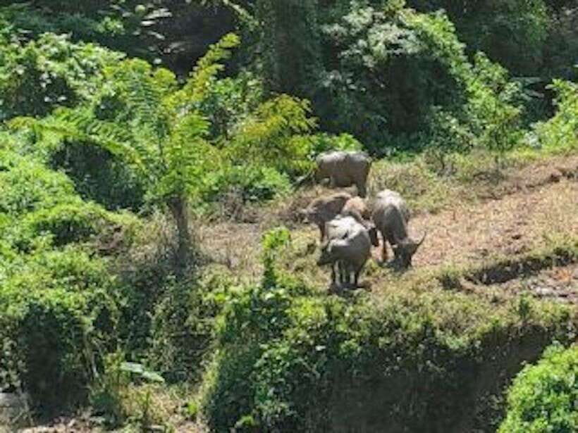 Luang Prabang: 3 Days Ethnic Forest Living - Mekong - Day 1: Village Introduction and Cultural Activities