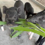 Luang Prabang: Farm Tour and Buffalo Buffet Adventure - Final Thoughts on Value and Suitability