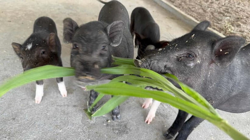 Luang Prabang: Farm Tour and Buffalo Buffet Adventure - Final Thoughts on Value and Suitability