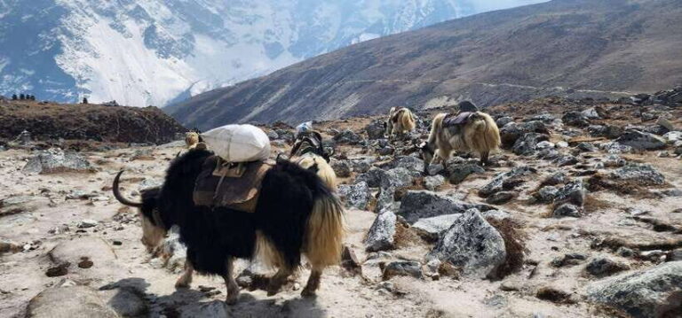 Lukla: 11-Day Everest Base Camp Trek from Lukla with Guide - An In-Depth Look at the Trek Experience