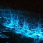 Luminous Lagoon Night Tour - Exploring the Tour Itinerary in Depth