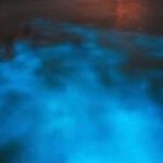 Luminous lagoon : Night Tour from Ocho Rios and Runaway Bay - The Itinerary in Detail