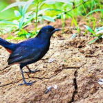 Lunugamvehera National Park Private Safari - The Sum Up