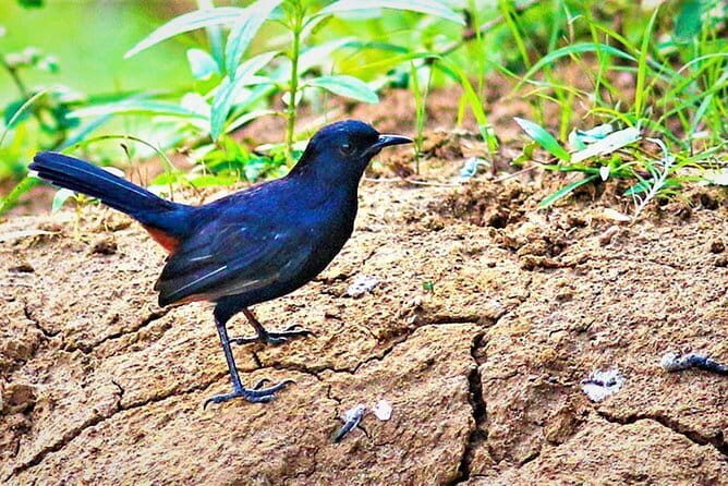 Lunugamvehera National Park Private Safari - The Sum Up