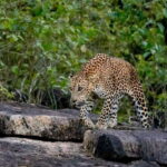 Lunugamwehera NP (Block VI) Morning Safari Game Drive - A detailed look at the Lunugamwehera NP Morning Safari