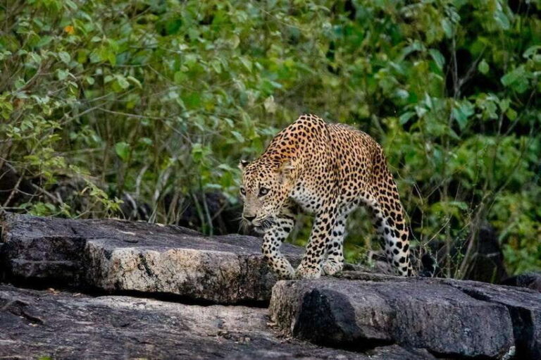 Lunugamwehera NP (Block VI) Morning Safari Game Drive - A detailed look at the Lunugamwehera NP Morning Safari