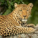 Lunugamwehera & Weheragala: (Yala Block 5 & 6) Safari Tours - An Introduction to the Experience