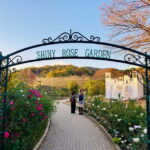 Luxury Ashikaga Flowers Park Tour With Pickup & Drop off - The Sum Up