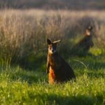 Luxury Phillip Island Tour for Families & Explorers [up to 10Pax] - Scenic and Wildlife Stops on the Route