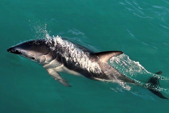 Lyttleton Port Excursion Day Tour 3 options for Cruise travelers - What to Expect from the Experience