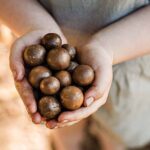 Macadamias Australia Orchard Tour in Bundaberg - Practical Details