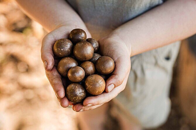 Macadamias Australia Orchard Tour in Bundaberg - Practical Details
