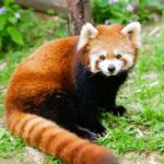 Macau Tour : Pickup + Red Panda + Insurance + Drop-off Hotel - Why This Tour Stands Out