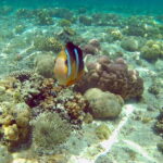 Mactan: Cebu Island Hopping Boat Tour with Lunch - Who Should Consider This Tour?