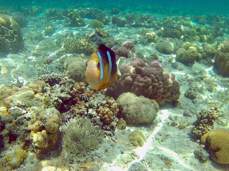 Mactan: Cebu Island Hopping Boat Tour with Lunch - Who Should Consider This Tour?