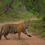 Madhya Pradesh: Satpura National Park Guided Jeep Safari - The Sum Up