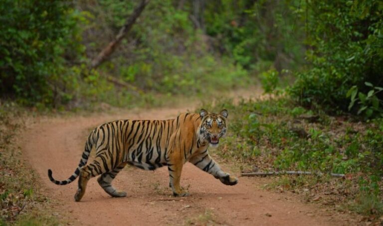 Madhya Pradesh: Satpura National Park Guided Jeep Safari - The Sum Up