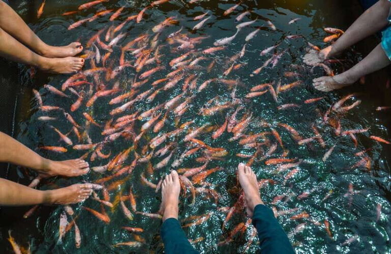 Madu River Boat Safari - The Boat Ride: Navigating Mangroves and Spotting Wildlife
