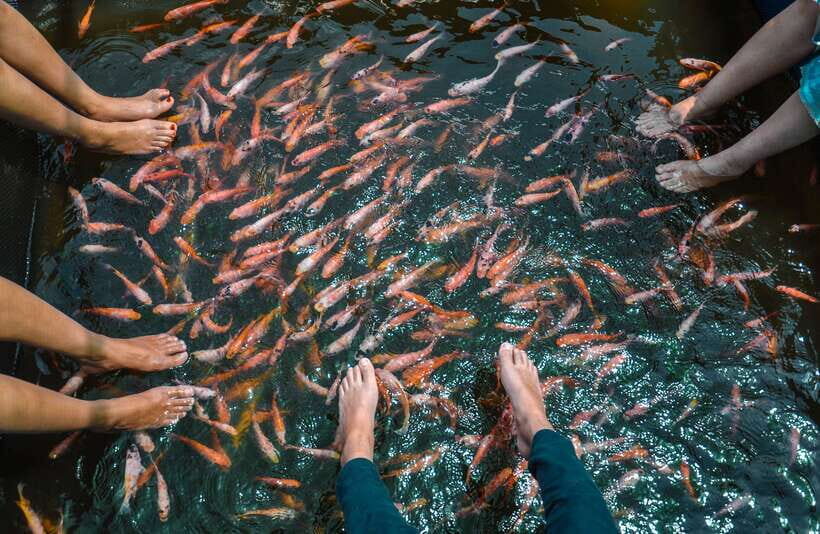 Madu River Boat Safari - The Boat Ride: Navigating Mangroves and Spotting Wildlife