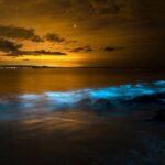Magical Bioluminescent Night Dive - Who Should Consider This Tour?