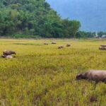 Mai Chau in 1 Day: Cycle Through Vietnams Peaceful Villages - Practical Details and Tips