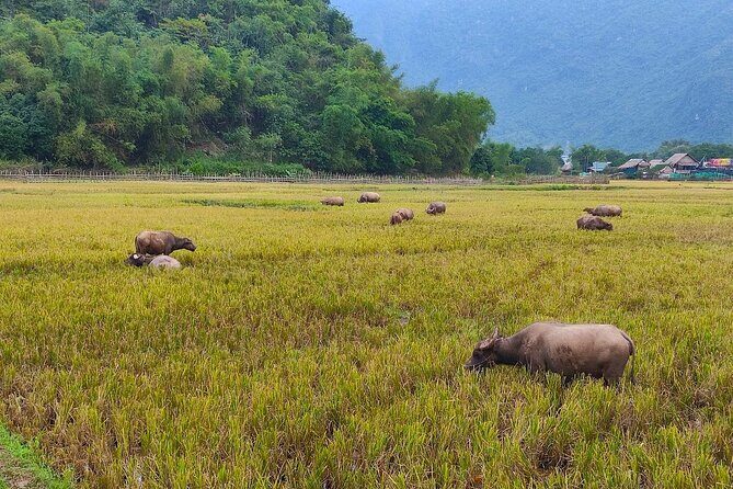 Mai Chau in 1 Day: Cycle Through Vietnams Peaceful Villages - Practical Details and Tips