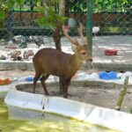 Malaysia: Langkawi Wildlife Park Entry Ticket - FAQ
