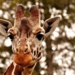 Malaysia National Zoo (Zoo Negara) with Giant Panda Viewing - Exploring the Zoo: A Detailed Breakdown