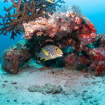 Maldives: Discover Scuba Diving - The Dive Itinerary: What to Expect