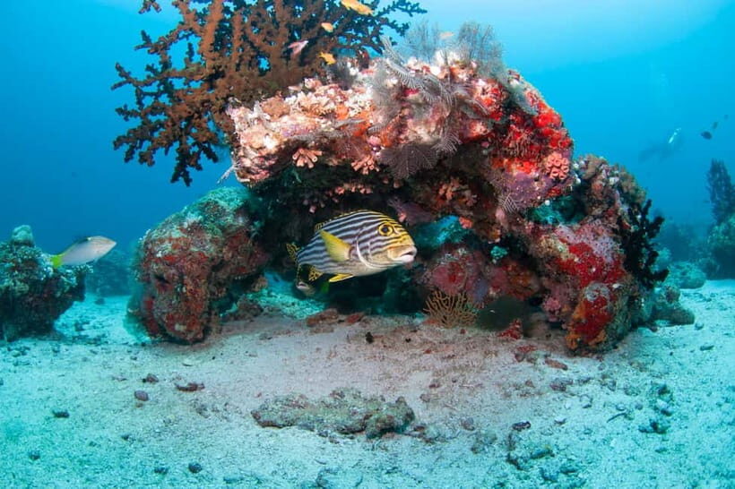 Maldives: Discover Scuba Diving - The Dive Itinerary: What to Expect