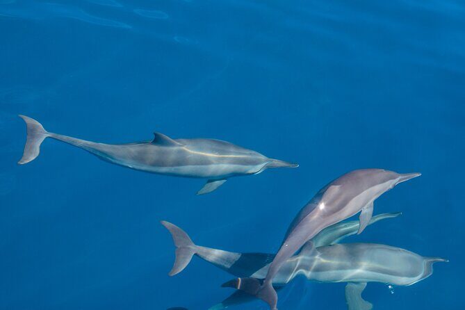 Maldives: Dolphin Watching Tour with Island Cruise - Who Will Love This Tour?