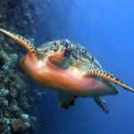 Maldives Snorkeling Tour to Explore 3 Coral Reef Wonders - FAQs About the Maldives Snorkeling Tour