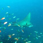Maldives Snorkeling Tour to Explore 3 Coral Reef Wonders - Exploring the Maldives Snorkeling Tour: A Detailed Look