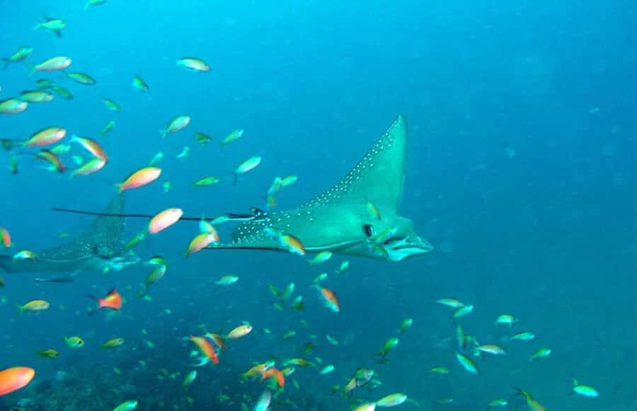 Maldives Snorkeling Tour to Explore 3 Coral Reef Wonders - Exploring the Maldives Snorkeling Tour: A Detailed Look