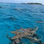Maldives: Snorkeling with Nurse Sharks, Coral Reef, Sandbank - What Makes This Tour Stand Out