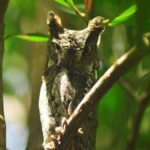 Mangrove Boat Tour Through Kilim Geo Forest Park Langkawi - FAQ