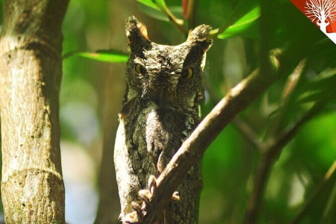 Mangrove Boat Tour Through Kilim Geo Forest Park Langkawi - FAQ