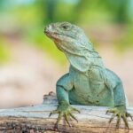 Mangrove Cay and Iguana Island Tours - The Itinerary in Detail