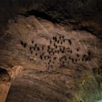 Mangrove Tour 3hour + Beach Swim + Free Lunch - The Logistics: What to Expect